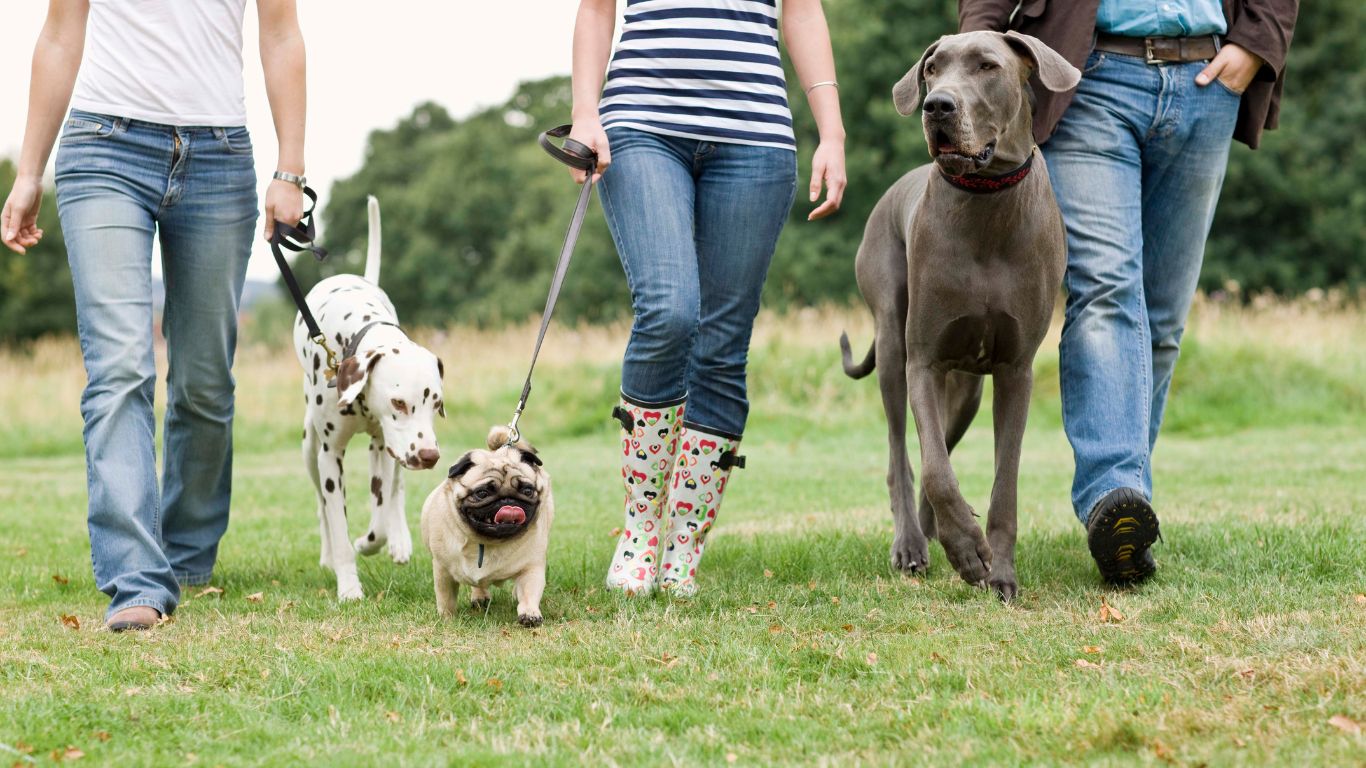 Pourquoi Faire des Balades Canines avec d’Autres Chiens que le Nôtre ?